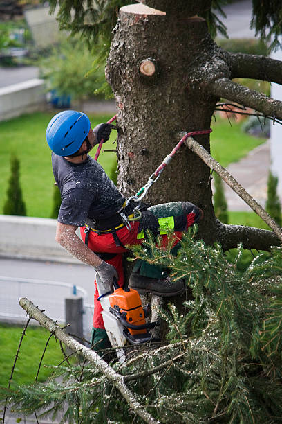 How Our Tree Care Process Works  in  Treasure Island, FL